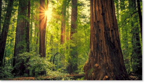 Redwood trees with drop shadow