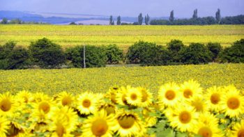 Sunflowers in field, Ukraine